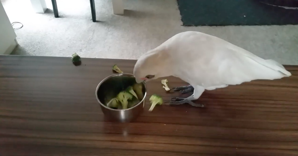 Cacatua fica furiosa quando a dona coloca brócolos para ela comer