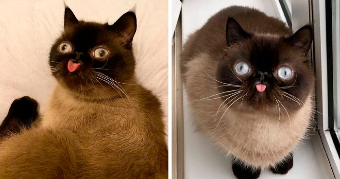 Este é o Ikiru e é o novo gato-celebridade da Internet