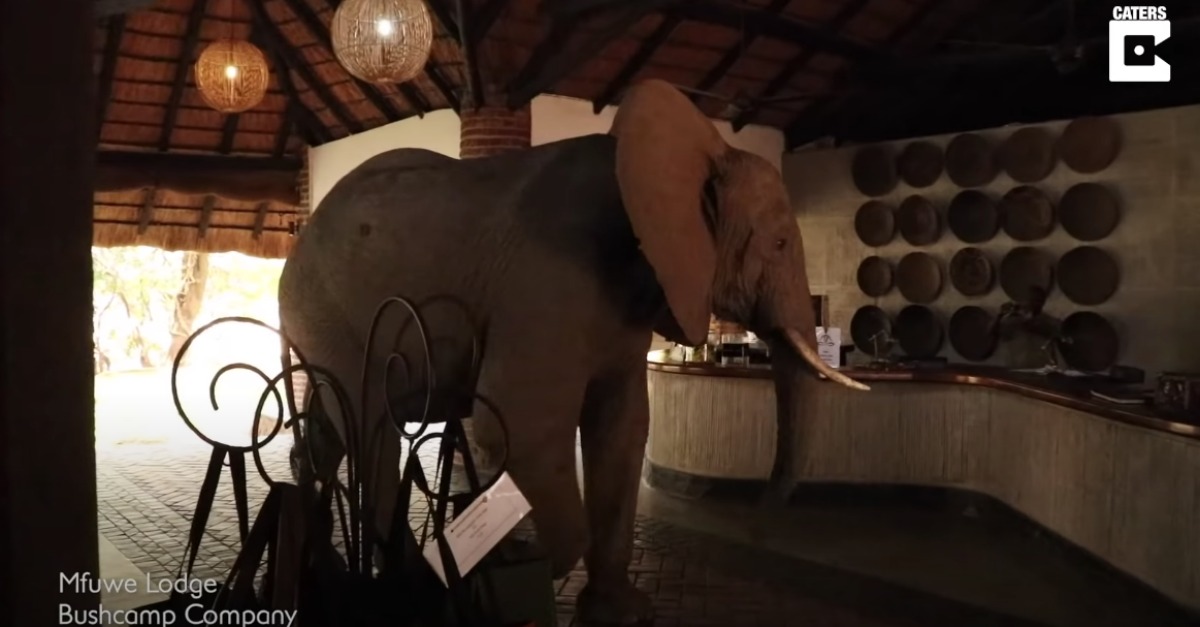 Elefante atravessa a receção de um hotel em África para chegar até à sua árvore favorita