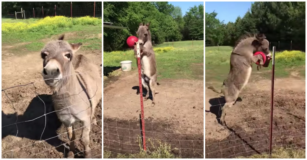 Mulher filma o incrível entusiasmo do seu burro ao receber uma bola de presente
