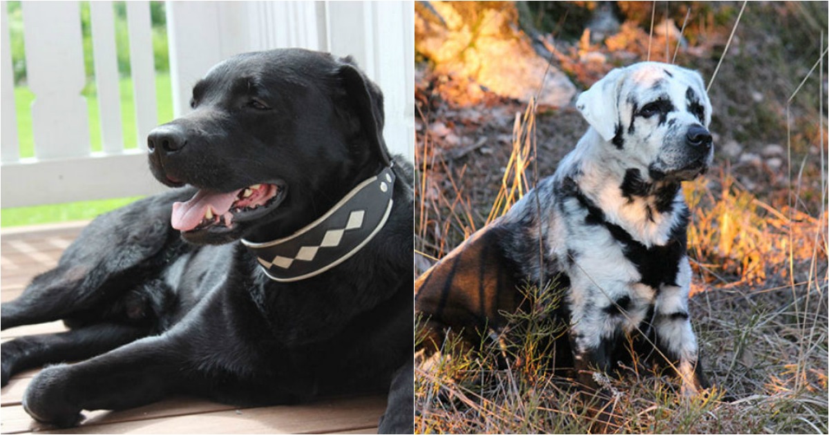 Labrador Retriever preto está a ficar branco por causa do vitiligo