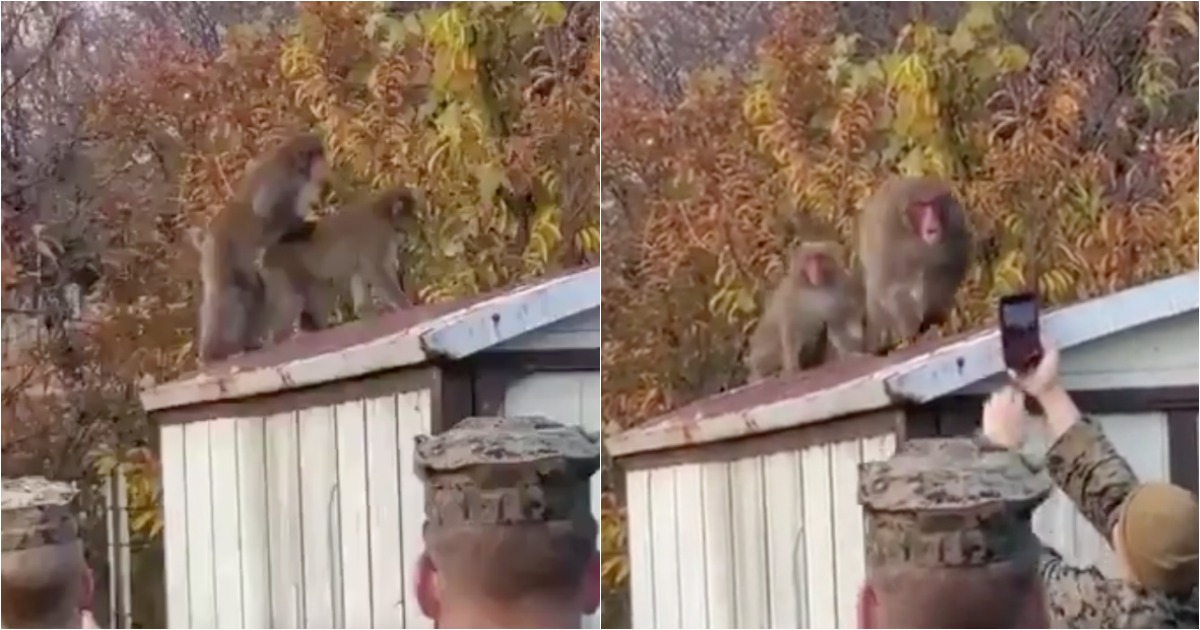 Macaco passa-se ao ver soldados a filmar o seu momento íntimo