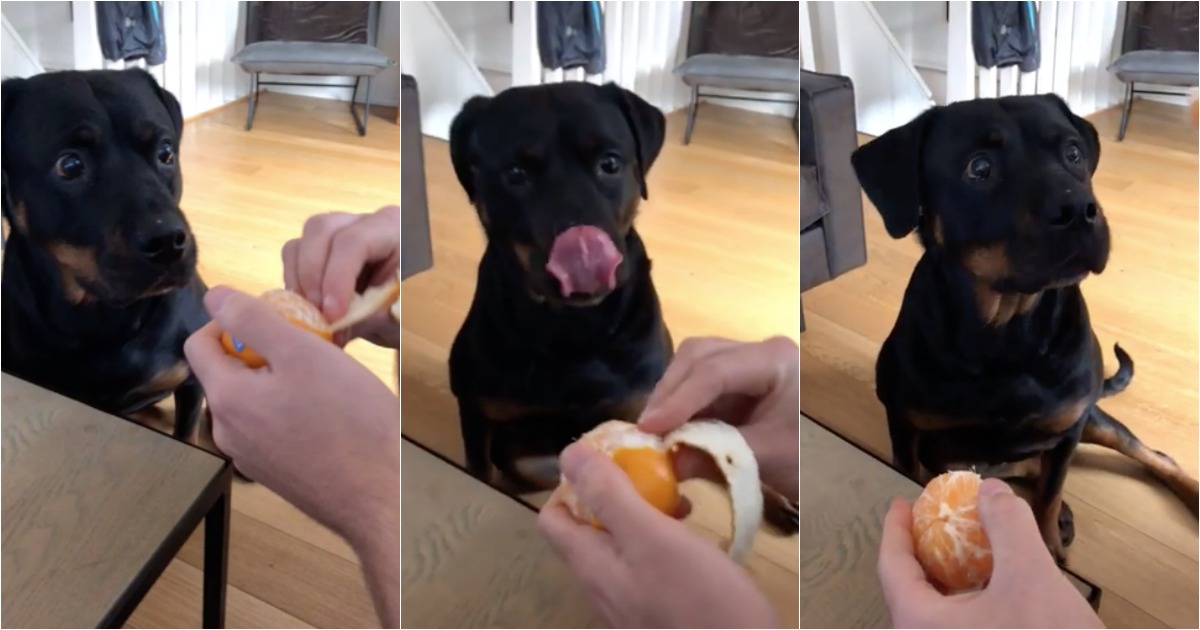Cão paciente espera que o dono descasque tangerina enquanto saliva