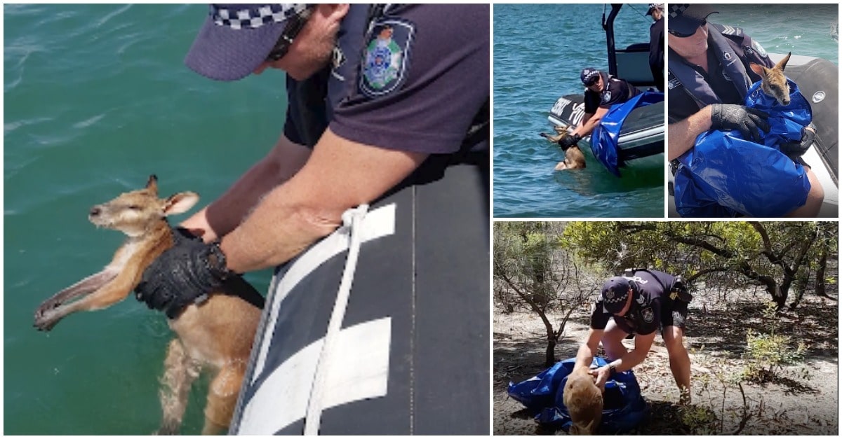 Polícia australiano resgata canguru perdido no mar