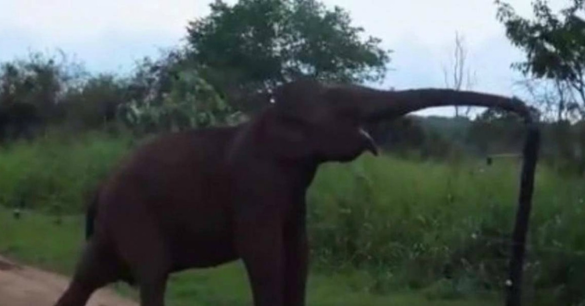 A astúcia de um elefante para atravessar uma cerca elétrica