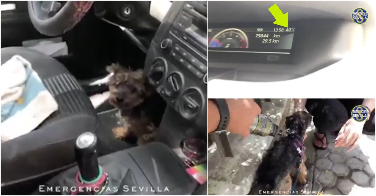 Polícia parte vidro de carro para salvar cão fechado no seu interior sob 40ºC