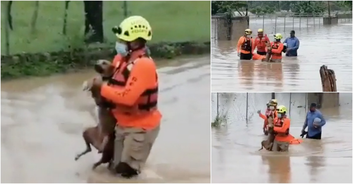 As imagens do resgate de um cão após passagem da tempestade Laura
