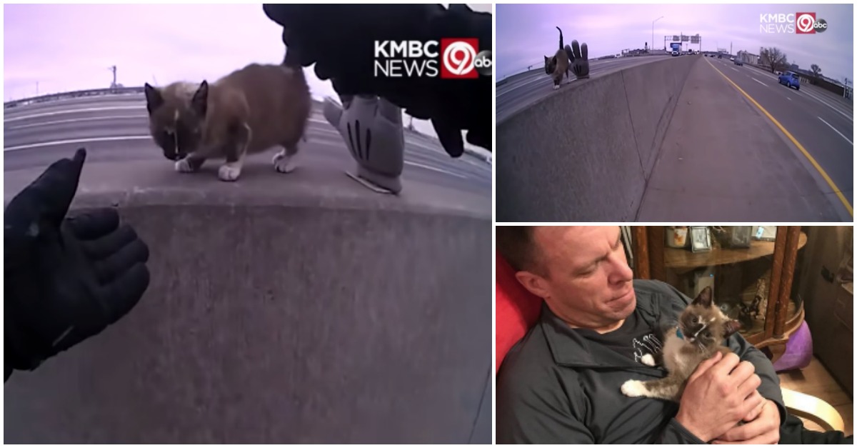 Polícia resgata gatinho de uma estrada movimentada e após salvamento dá-lhe um lar