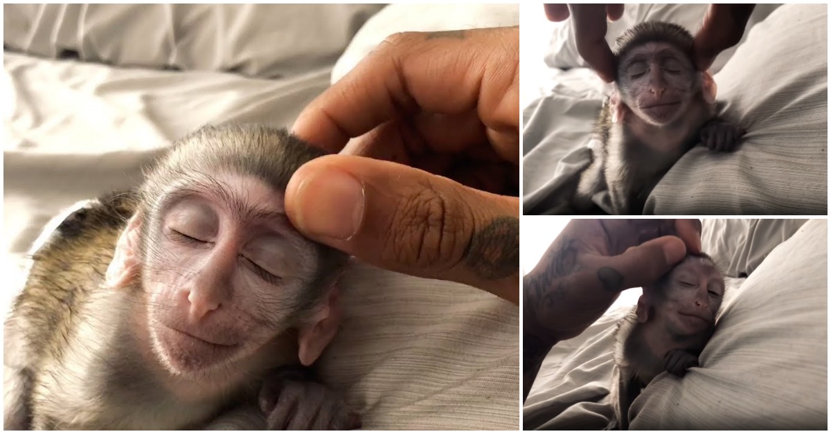 Macaco bebé desfruta como ninguém de uma relaxante massagem
