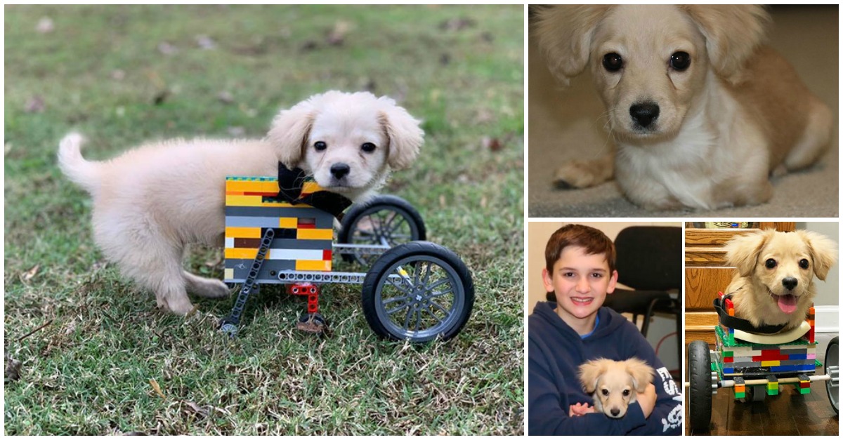 Menino de 12 anos cria cadeira de rodas feita de LEGO para cadela com deficiência
