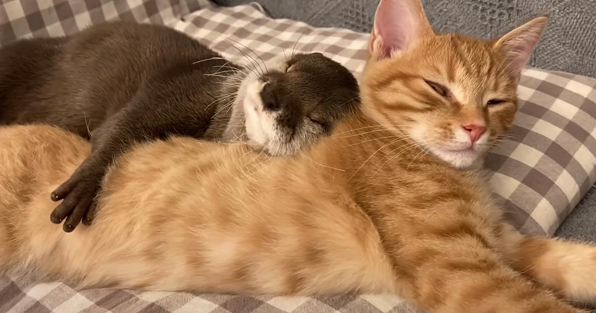 Lontra não consegue dormir sem abraçar o seu amigo gato