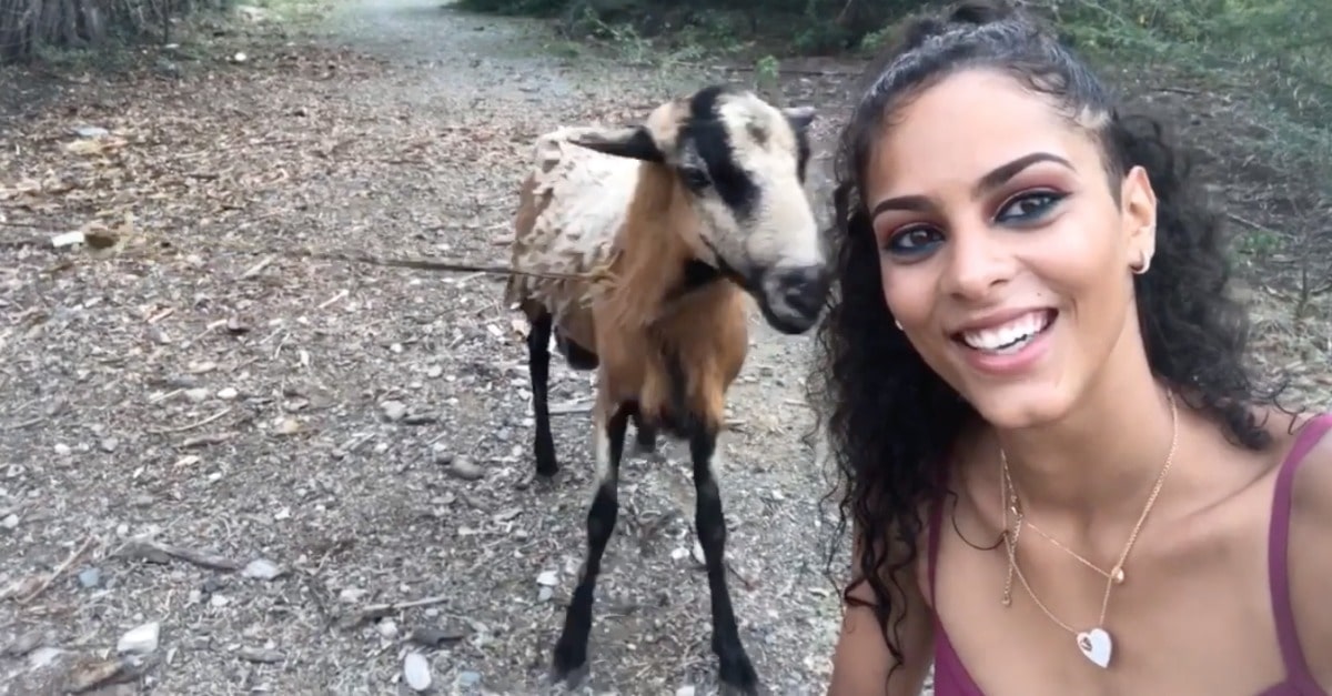 Jovem tenta tirar selfie com uma cabra e recebe bónus