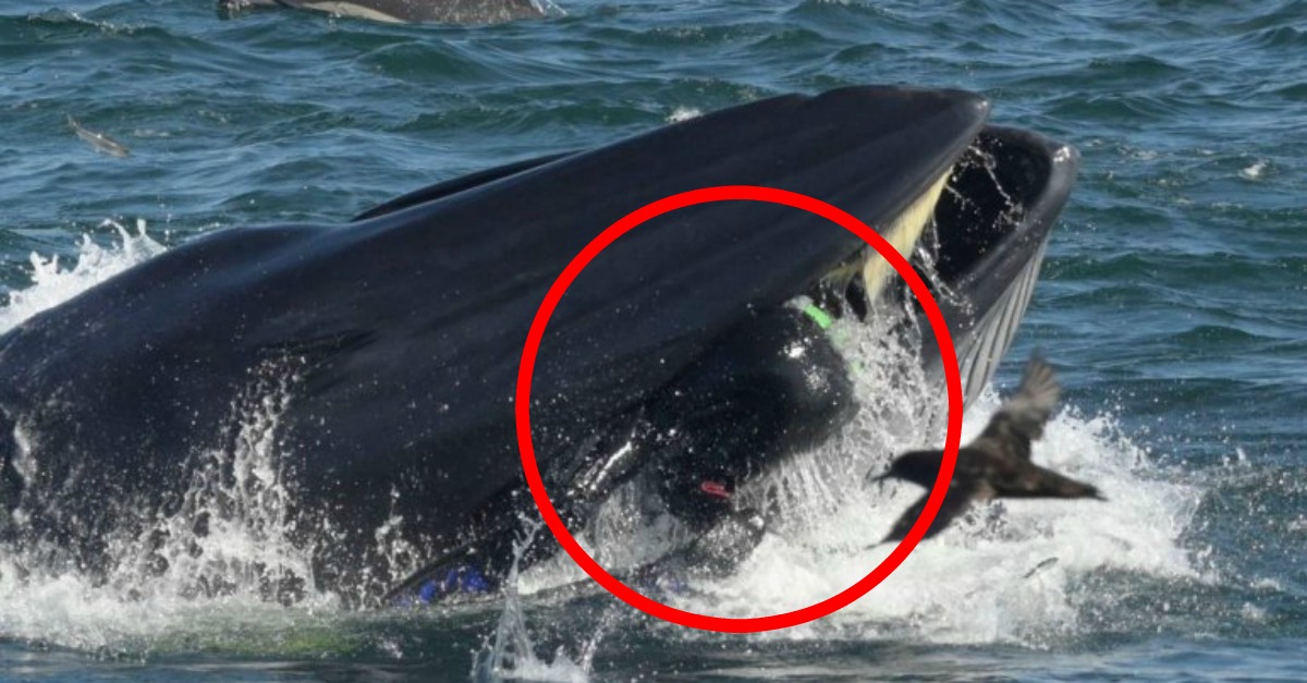 Baleia engole mergulhador debaixo de água e cospe-o vivo de seguida