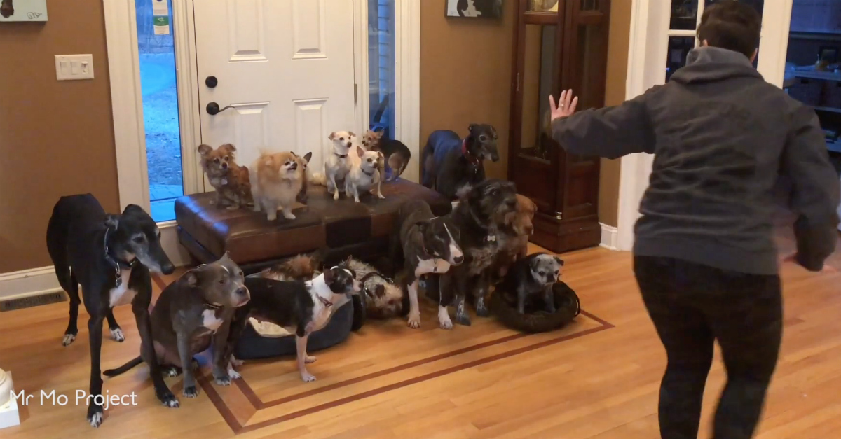 Casal tenta missão impossível tirar uma foto com os seus 17 cães