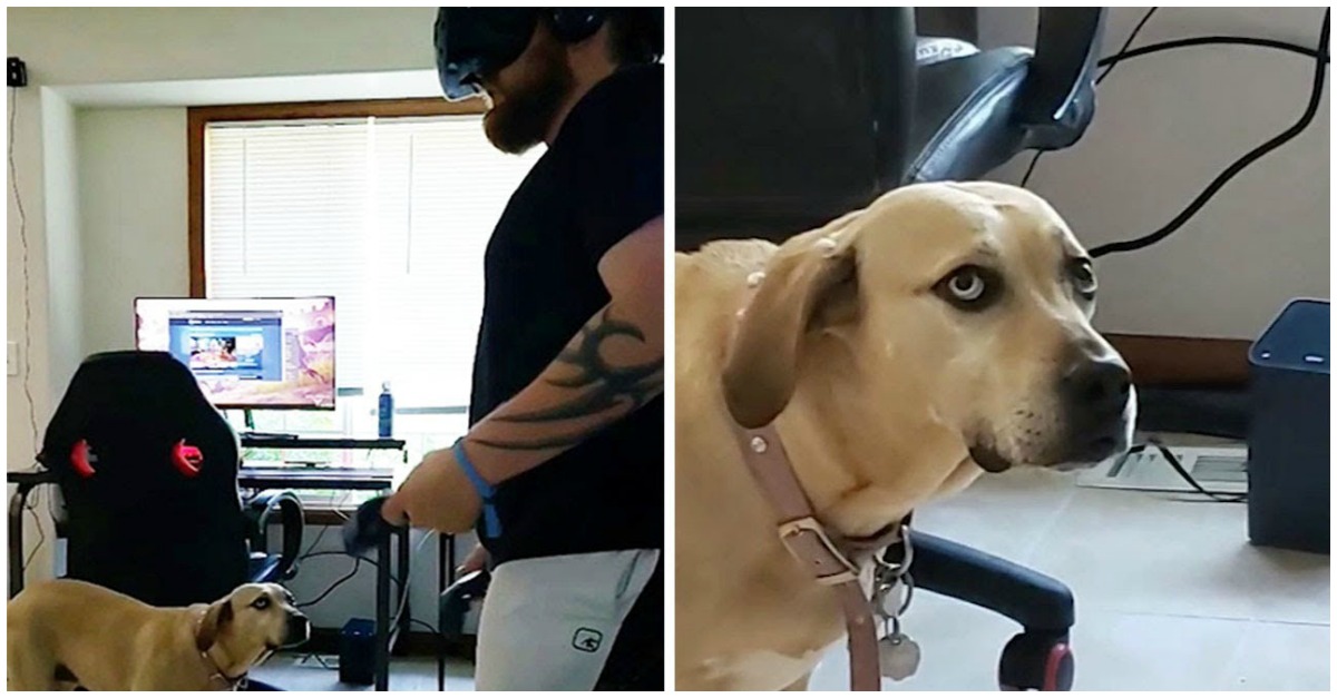 Cão é surpreendido e fica preocupado ao ver dono jogar com óculos VR
