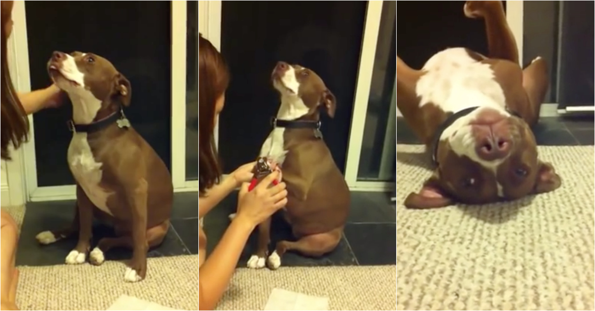 Cão dramático finge desmaio para evitar que lhe cortem as unhas