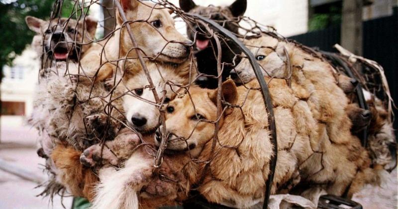 Afinal a China não acabou com o estival de carne de cão (e este decorre de 21 a 30 de junho)