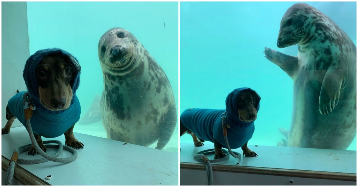 A belíssima e improvável amizade à primeira vista entre um cão e uma foca