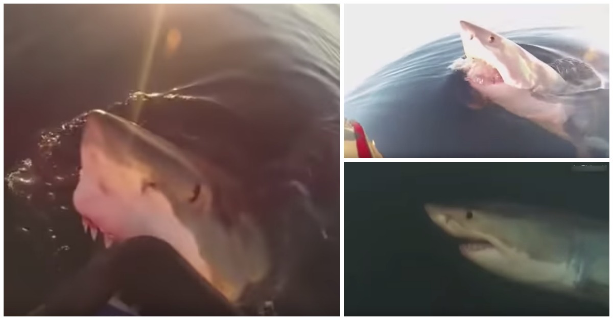 Enorme tubarão branco ataca barco onde pescavam pai e filho