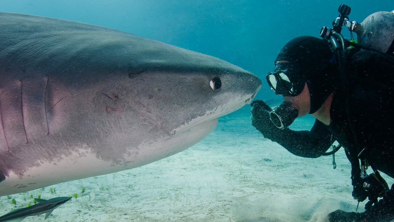 Mergulhador e tubarão-tigre são amigos há 20 anos