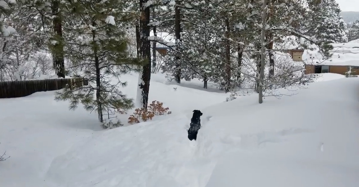 Cão ficou preso na neve mas o melhor amigo ajudou-o a abrir caminho