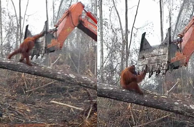 Vídeo capta  orangotango a lutar contra escavadora para proteger seu lar