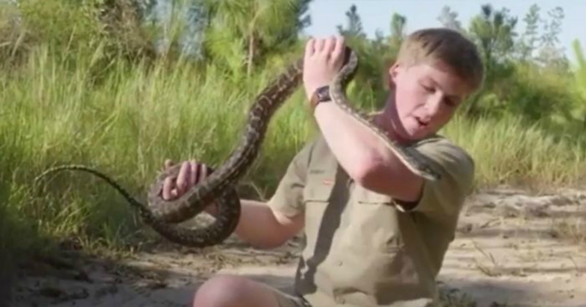 Filho do Caçador de crocodilos foi mordido no rosto por cobra (assim como o pai)
