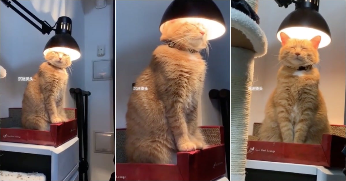 Gato transforma candeeiro em aquecedor para se manter quente
