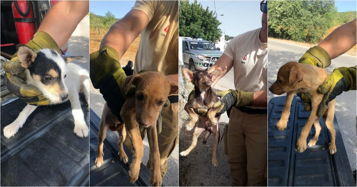 GNR salva 4 cães bebés perdidos em plena Estrada Nacional 2