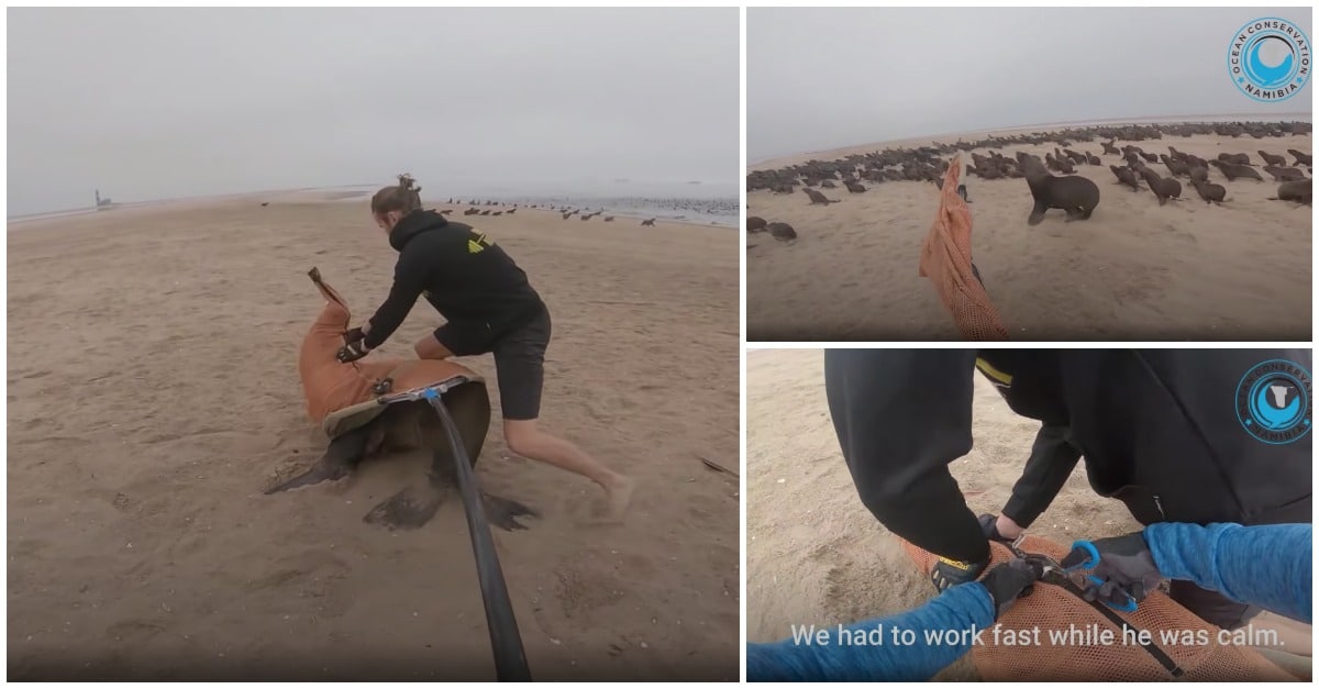 Voluntários conseguem salvar foca com um plástico preso em torno do pescoço