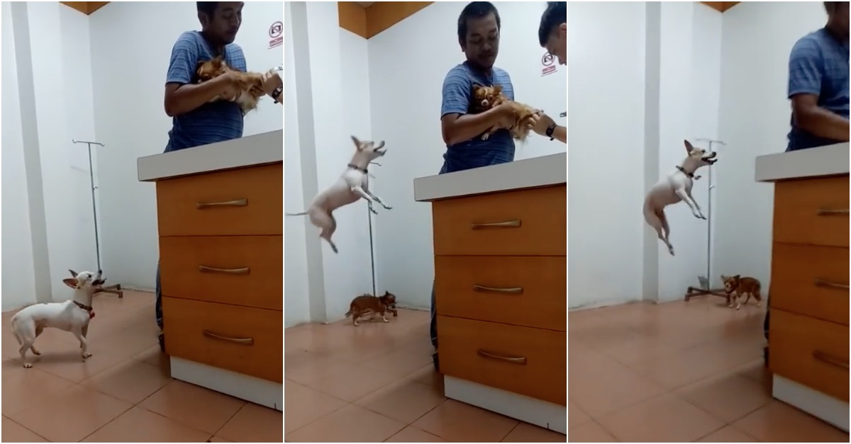 Cão salta para descobrir o que está a acontecer com o seu amigo no veterinário