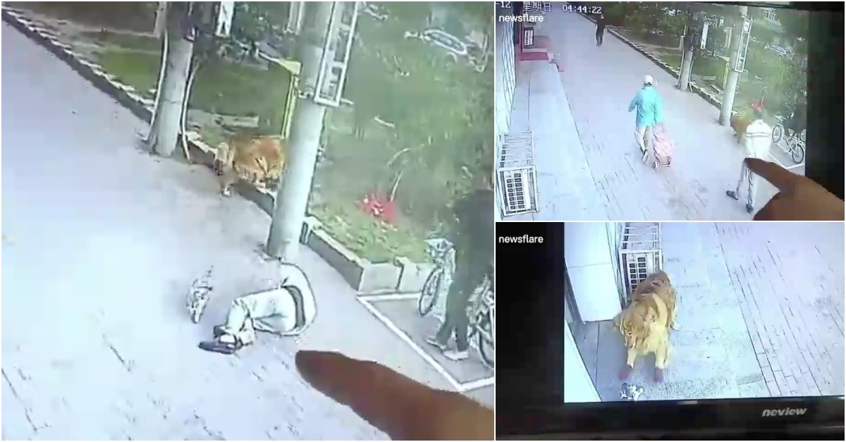 Gato cai do 6º andar sobre a cabeça de um homem que passava na rua