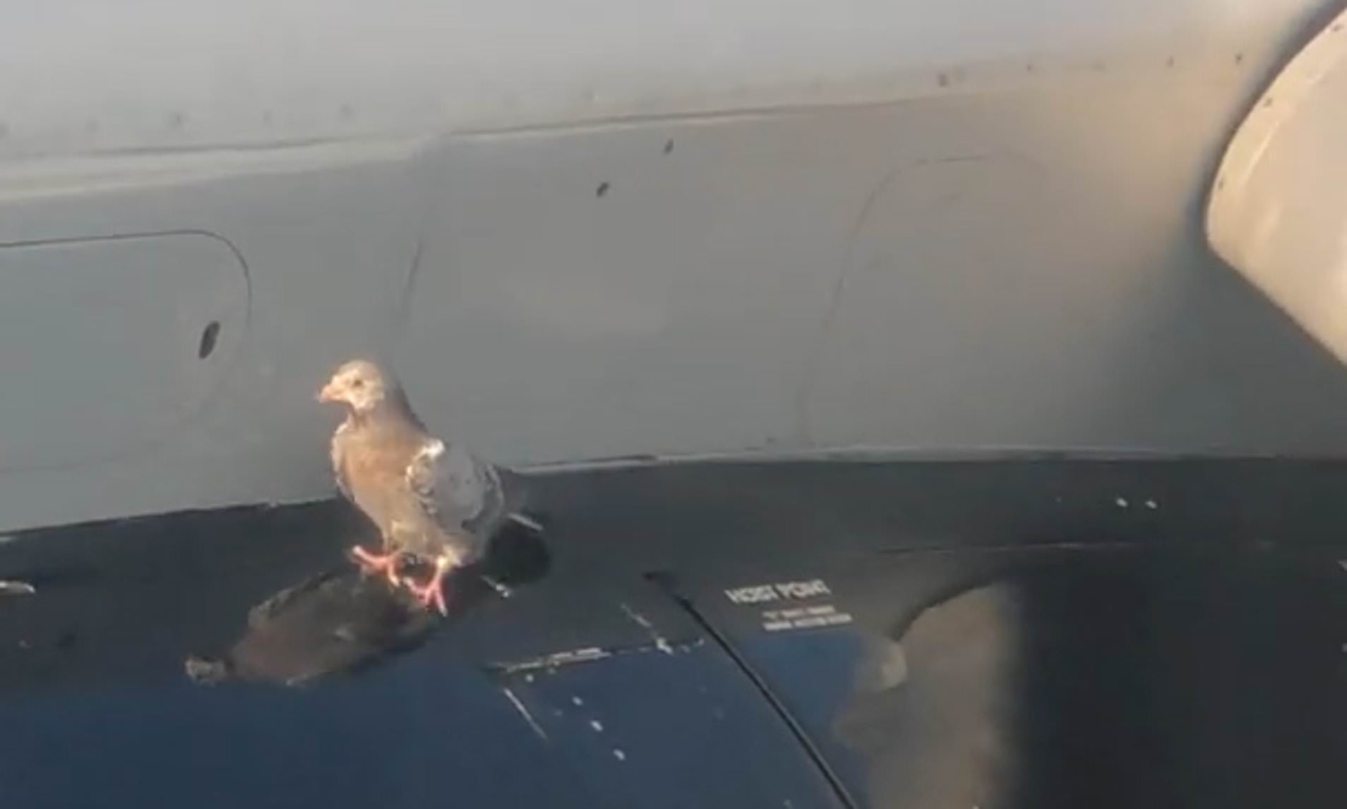 Pombo apanha boleia no motor de um avião em Londres