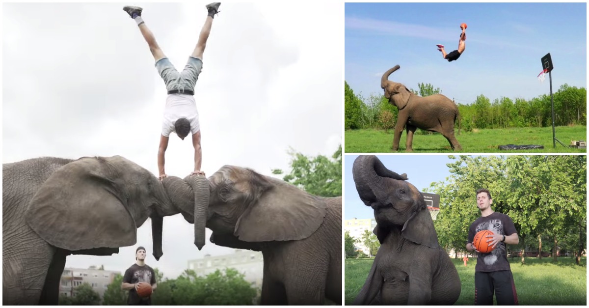 Os truques mais incríveis com elefantes