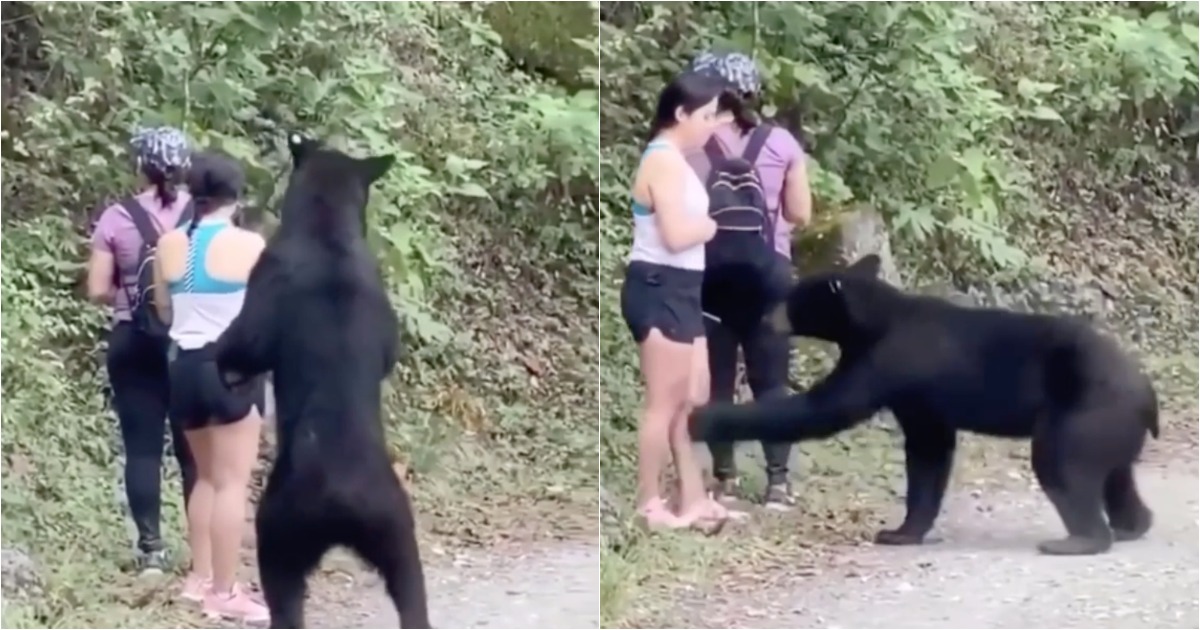 Mulher fica em modo estátua e ainda tira selfie ao ser abordada por urso
