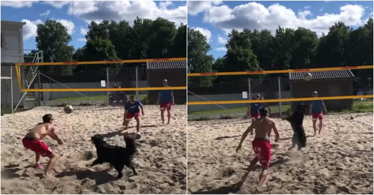 Cão torna-se o parceiro ideal para jogar voleibol de praia quando faltava um jogador