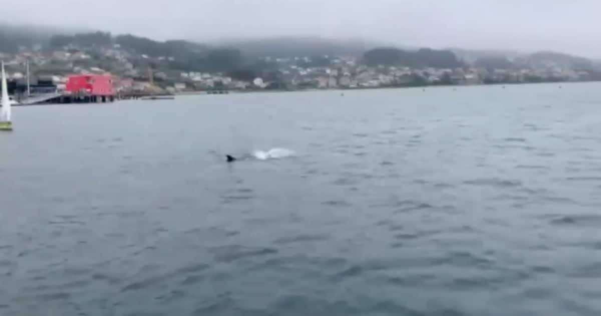 Mãe golfinho tenta desesperadamente reanimar o seu filhote que morreu