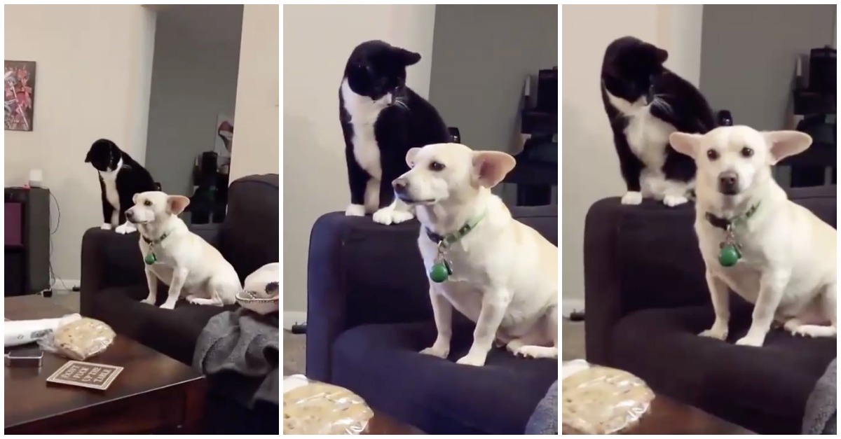 Cão pressente ataque de gato a qualquer momento e não consegue esconder o nervosismo