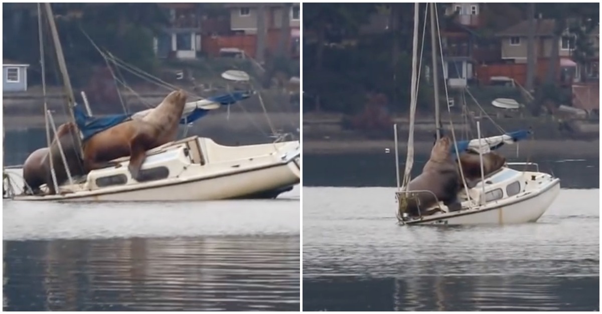 Leões-marinhos quase afundam veleiro depois de decidirem ir descansar para cima dele