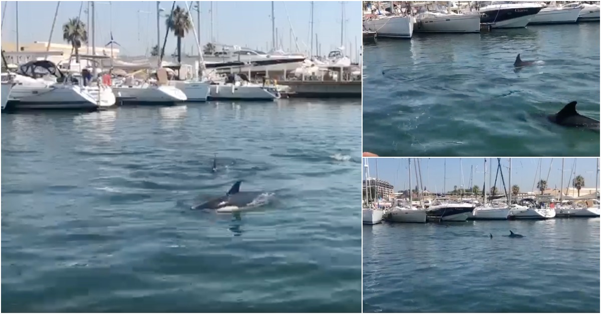 Grupo de golfinhos surpreendem com visita à Marina de Cascais e ao rio Tejo