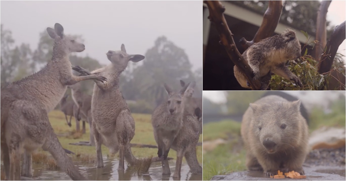 Como os animais deram as boas-vindas à chuva na Austrália