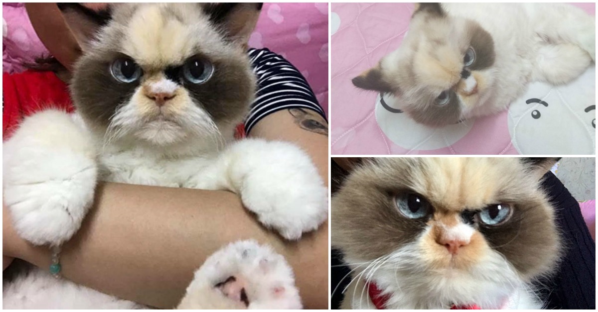 Conhece Meow Meow... o gatinho com cara de mauzão que está a conquistar o coração dos internautas