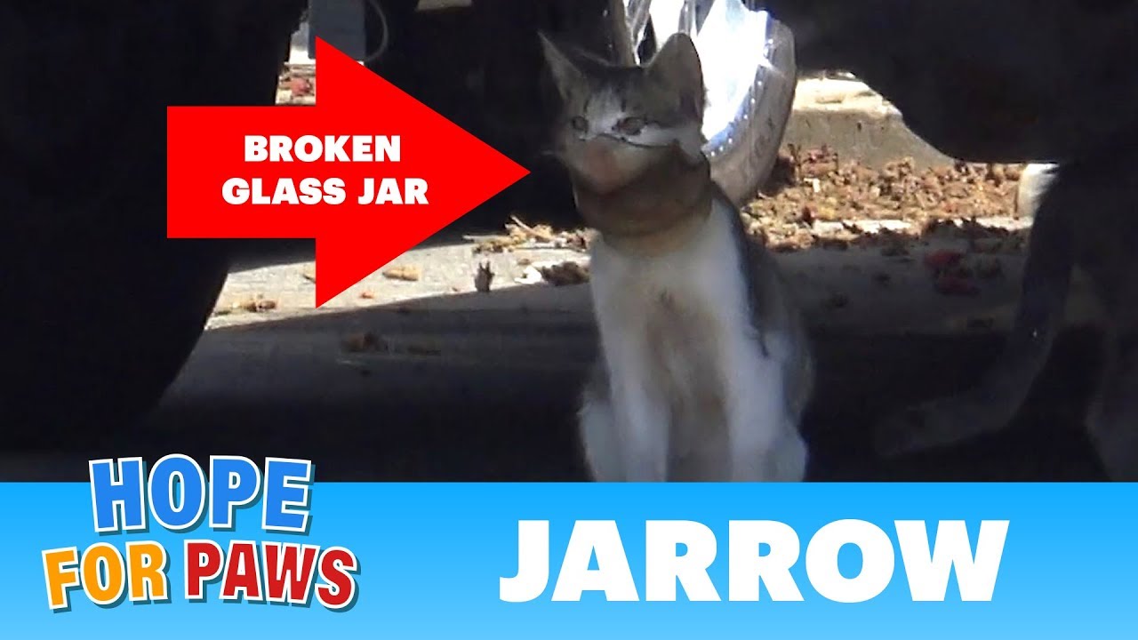 Gato é resgatado após ter a cabeça presa em um frasco de vidro
