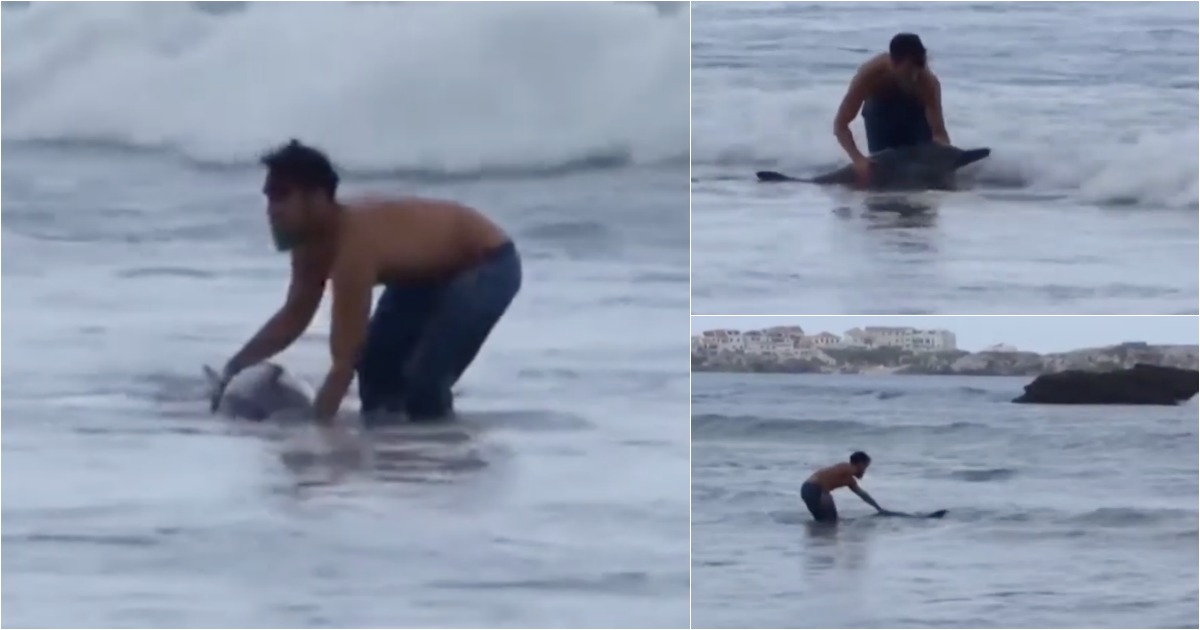 Vídeo mostra o salvamento de um golfinho na praia do Baleal em Peniche