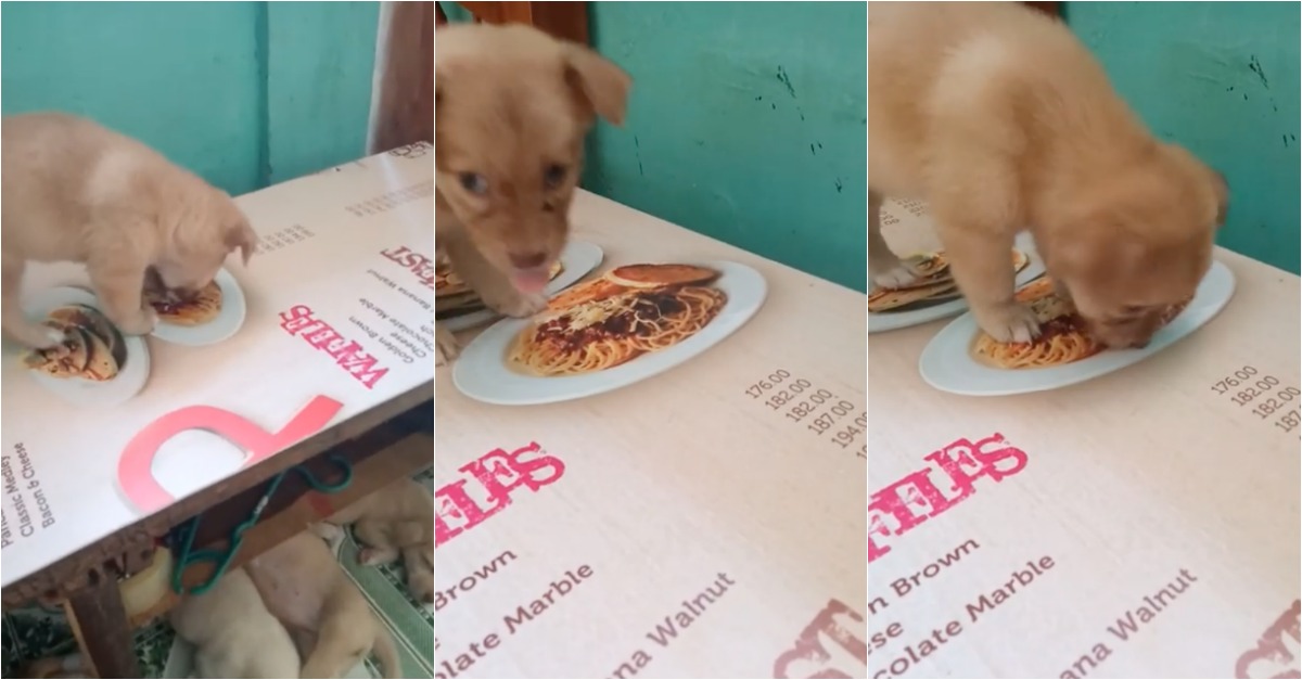Cadela bebé tenta comer fotografia de um prato de massa