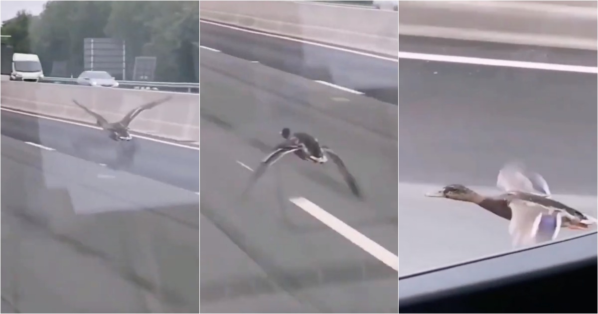 Pato é filmado a voar a 90 kmh numa autoestrada