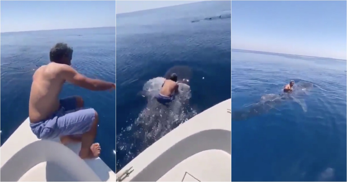 Homem monta em tubarão-baleia no Mar Vermelho