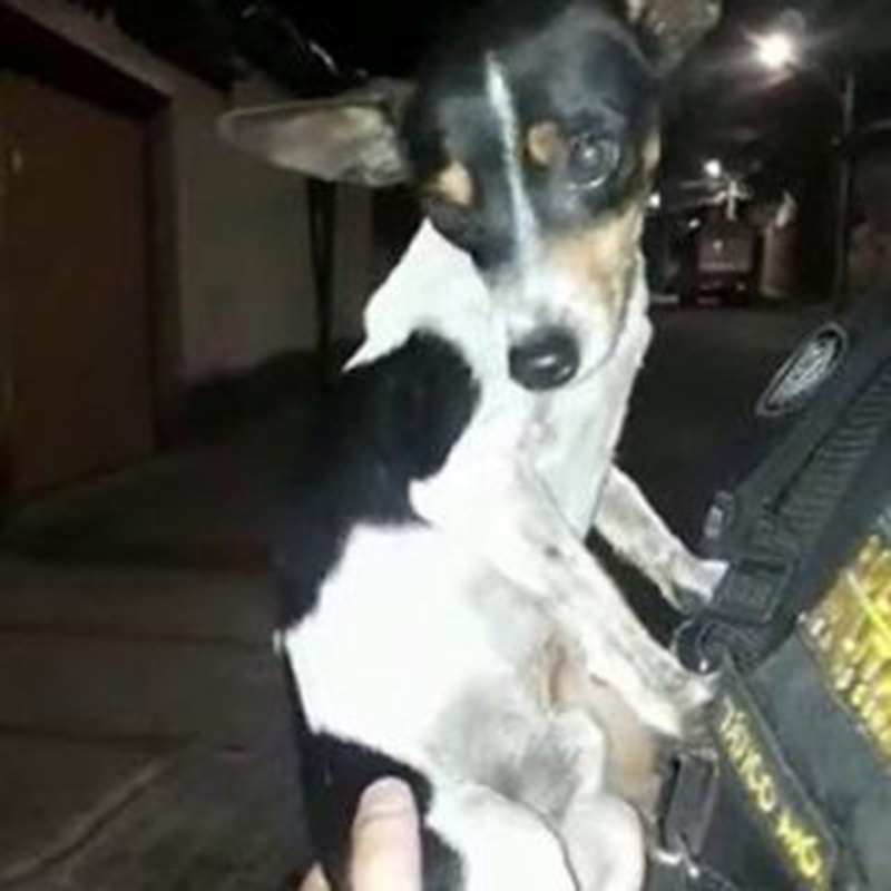 Policia resgata cão deixado preso à lixeira e adopta-o