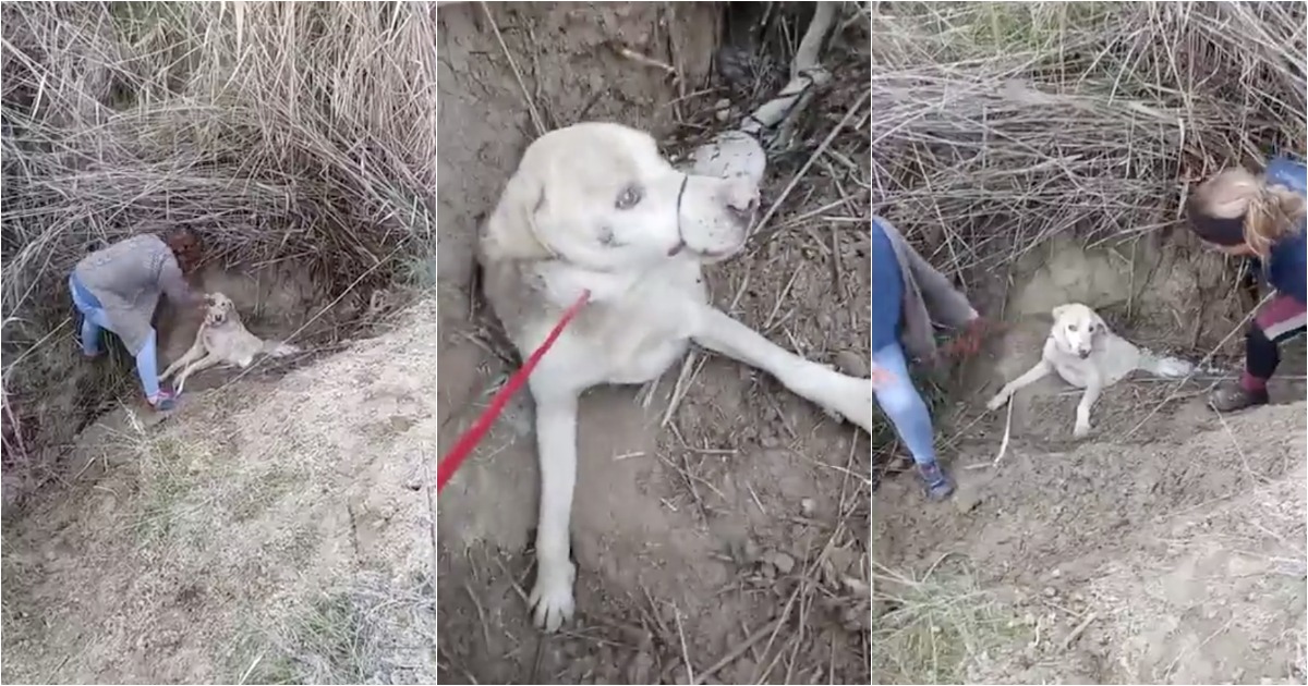 Cão foi enterrado vivo para morrer mas acabou salvo a tempo