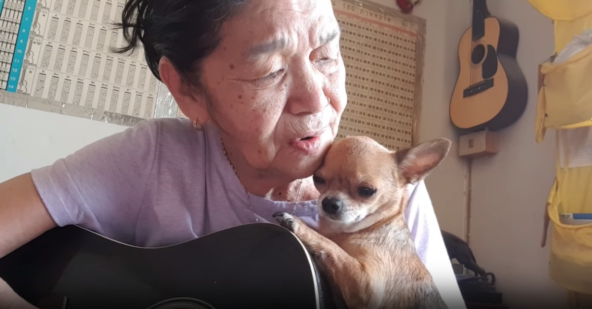 Avó tailandesa toca e canta para o seu chihuahua num momento absolutamente amoroso